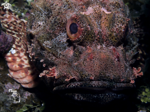 A Scorpion fish / Par de Pez Escorpion / Noho 