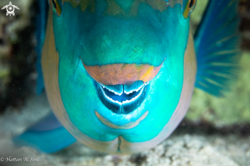 A Parrotfish