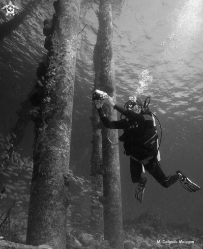 A Salt Pier