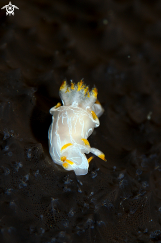 A Polycera faeroensis | Polycera faeroensis (type B)