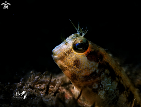 A Seaweed blenny