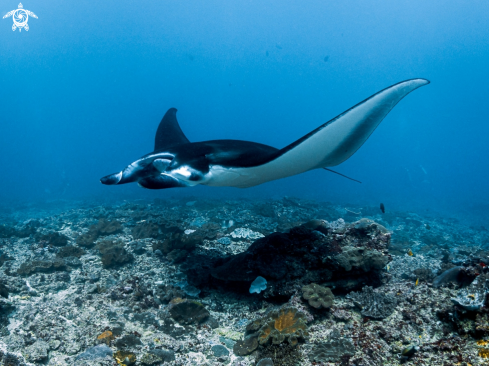 A Mobula alfredi | Manta Ray