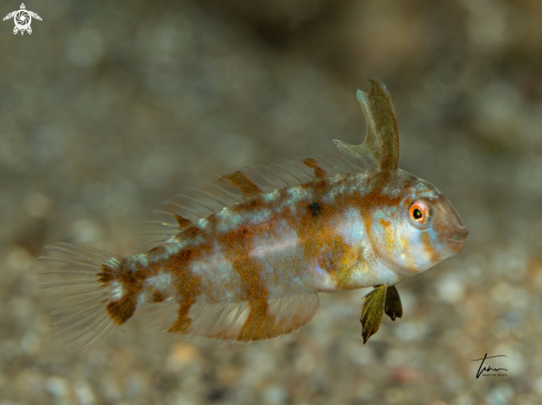 A Xyrichtys novacula | Pearly Razorfish