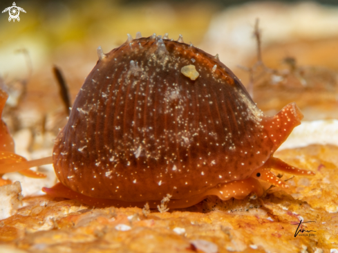 A Trivia arctica | Northern Cowrie