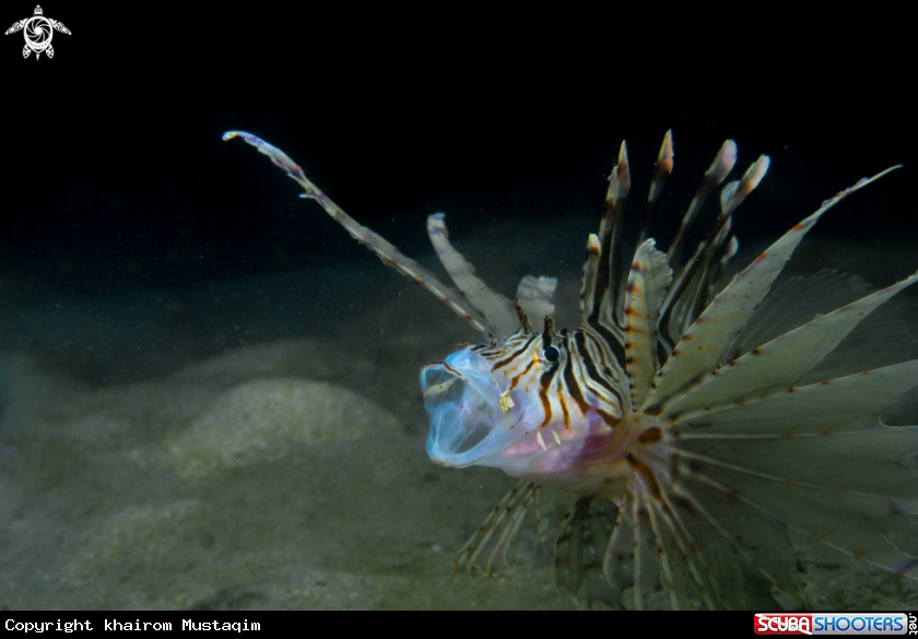 A Common lionfish