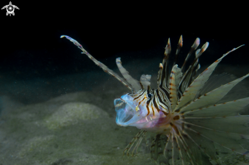 A Common lionfish