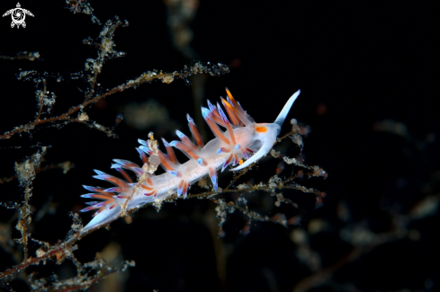 A Cratena peregrina