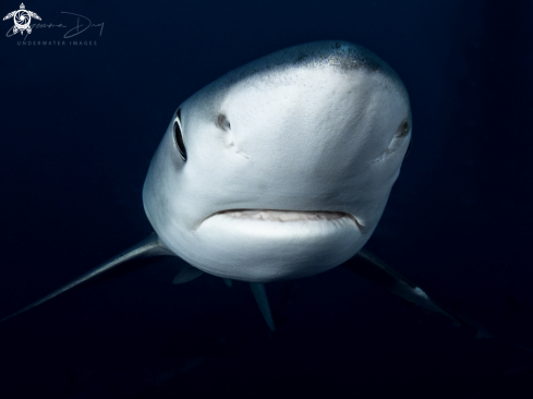 A Blue Shark