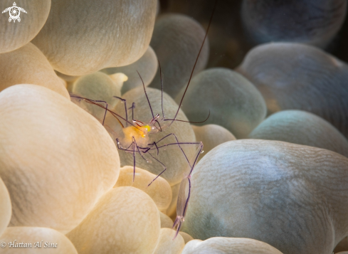 A Bubble Coral Shrimp