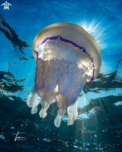 A Rhizostoma pulmo | Barrel Jellyfish