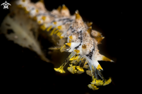 A Pearsonothuria graeffei | Sea cucumber