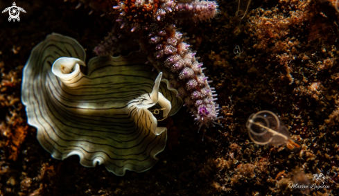 A Nudibranch