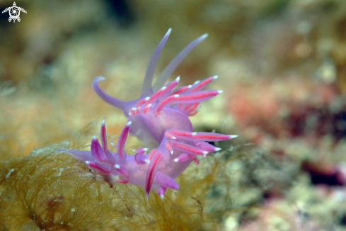 A Flabellina Affinis | Flabellina