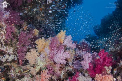 A Soft corals with glass fishes