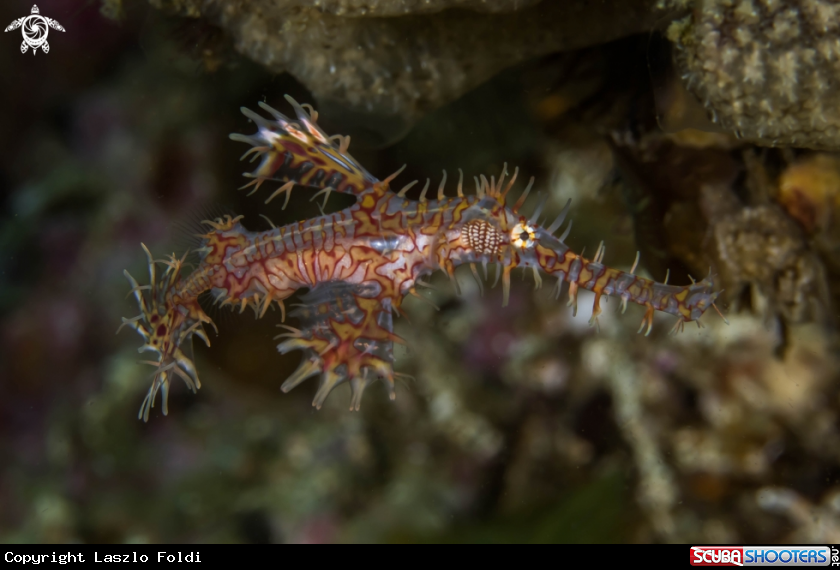 A Ghost pipefish 