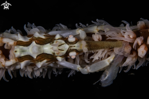 A Whip coral crab