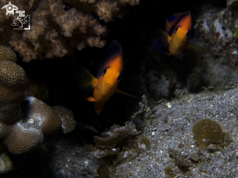 A Centropyge hotumatua | Hotumatua Angelfish