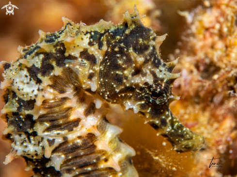 A Hippocampus guttulatus | Long-snouted Seahorse