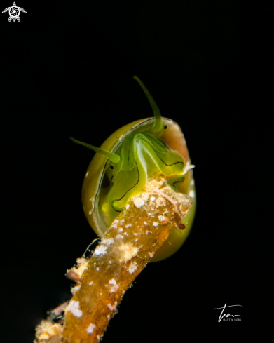 A Smaragdia viridis | Emerald Nerite