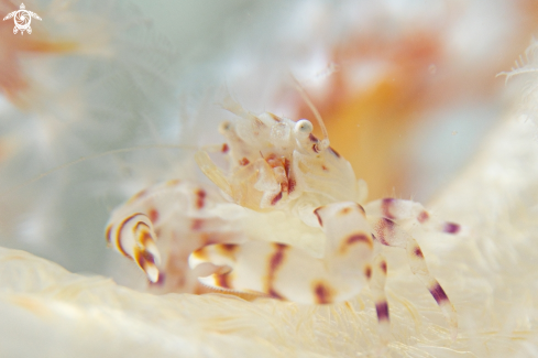 A Soft Coral crab