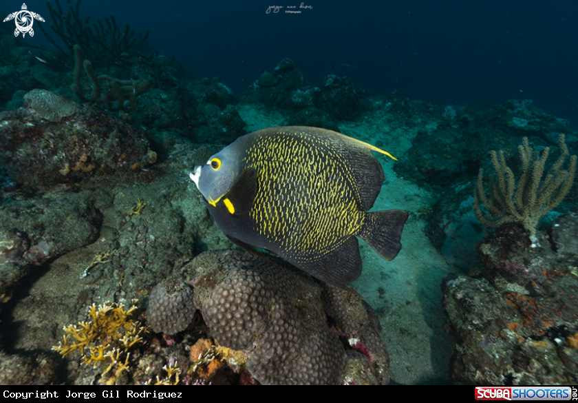 A French angelfish