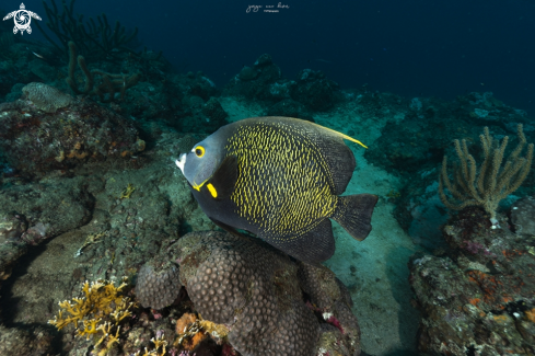 A Pomacanthus Paru | French angelfish
