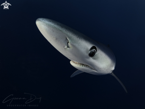 A Prionace glauca | Blue Shark