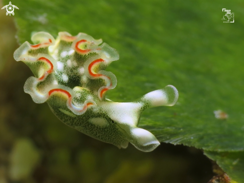 A Lettuce Sea Slug