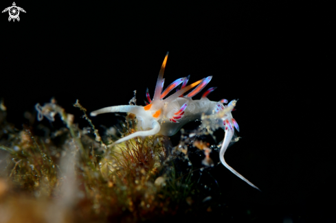 A Cratena peregrina | Cratena peregrina