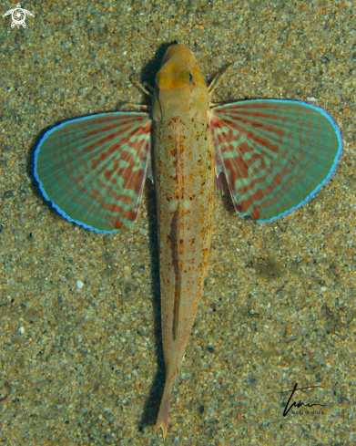 A Trigloporus lastoviza | Streaked Gurnard