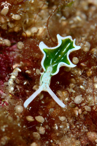 A Sap-sucking sea slug