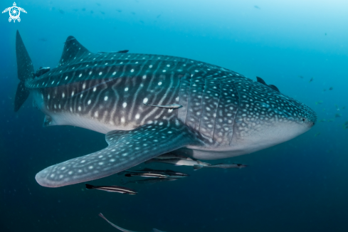 A Whalesharks