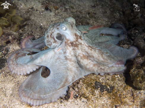 A Caribbean Reef Octopus