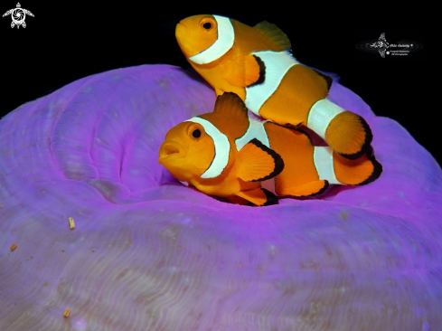 A Amphiprion ocellaris (Cuvier, 1830) | Clownfish