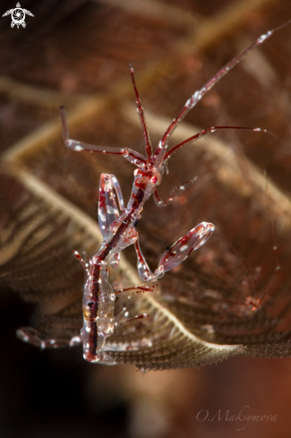 A Red-Strip Skeleton shrimp  (Protella similis) 