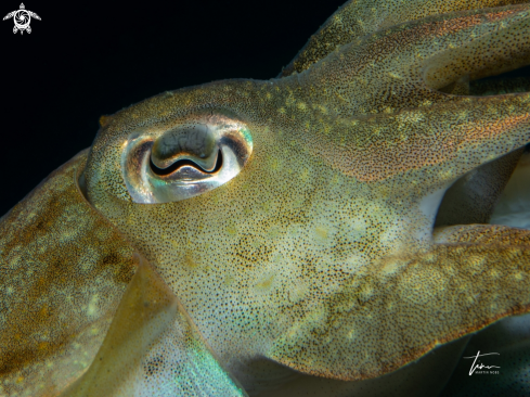 A Cuttlefish