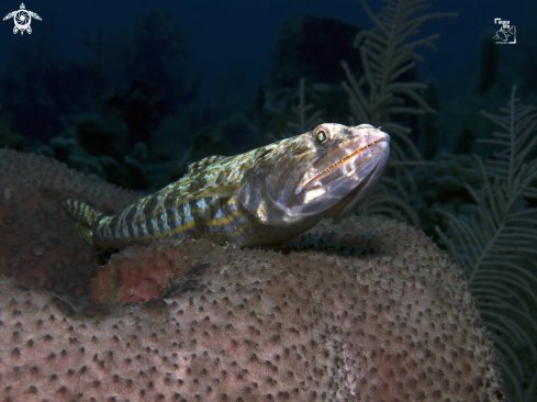 A Synodus intermedius | Sand Diver