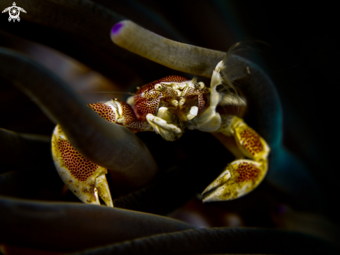 A Neopetrolisthes maculatus  | Anemone Porcelain Crab 