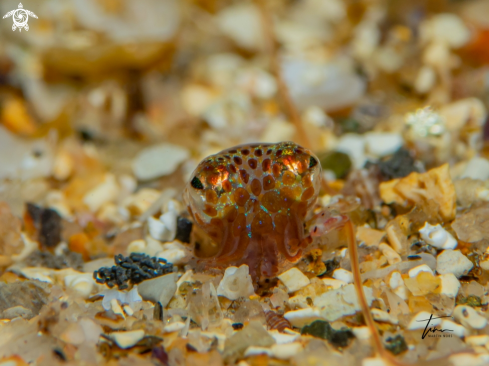 A Dwarf Bobtail Squid