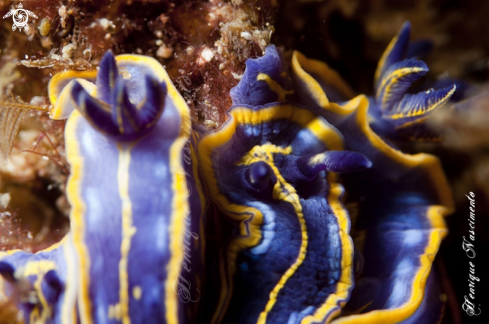 A Felimare fontandraui | Nudibranch