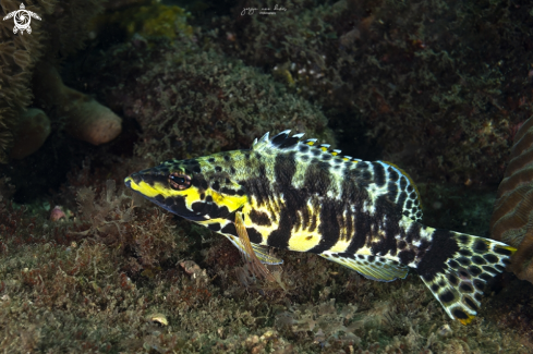 A Serranus tigrinus | Harlequin bass