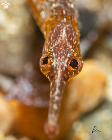 A Greater Pipefish