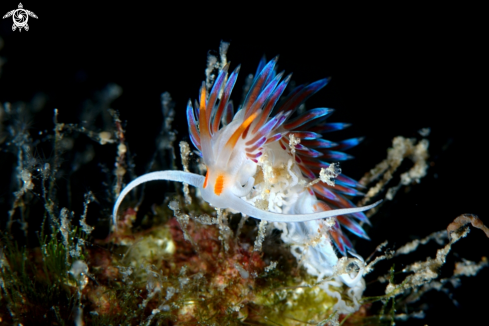 A Cratena peregrina | Cratena peregrina nudibranch