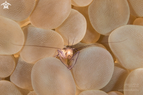 A Cleaner shrimp 