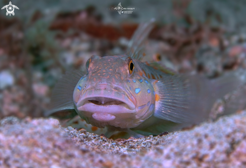 A Orange Spotted Goby