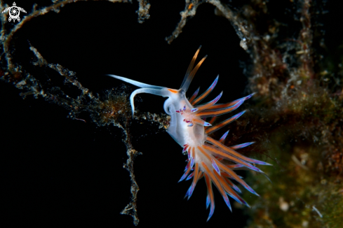 A Cratena peregrina nudibranch