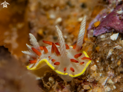 A Diaphorodoris papillata | Diaphorodoris papillata