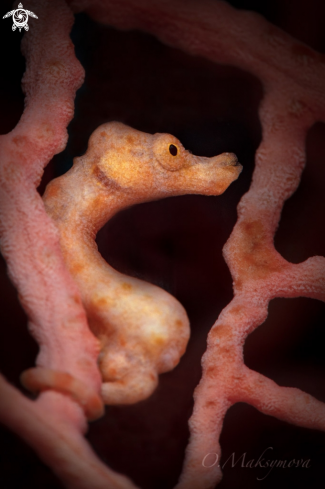 A Denise's pygmy seahorse (Hippocampus denise)