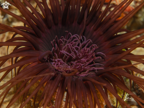 A Cerianthus membranaceus | Cylinder Anemone