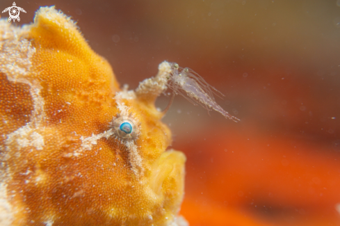 A Ocellated frogfish